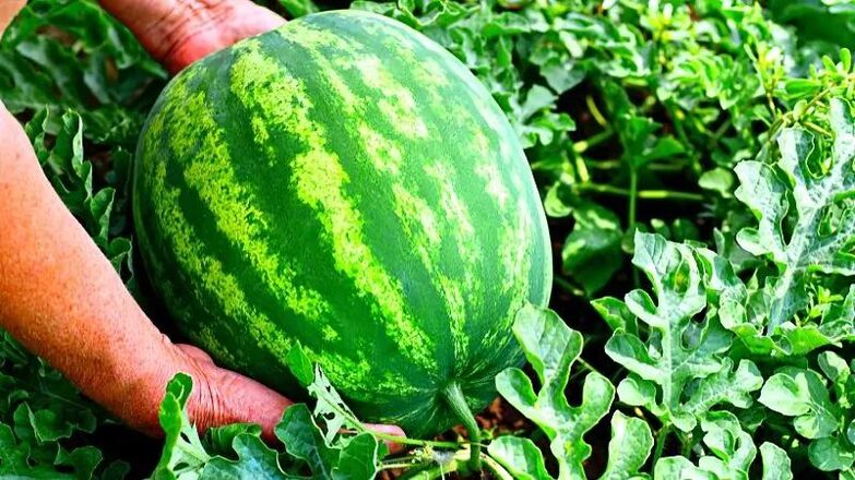 how to pick a ripe watermelon